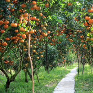 Vườn Trái Cây Củ Chi